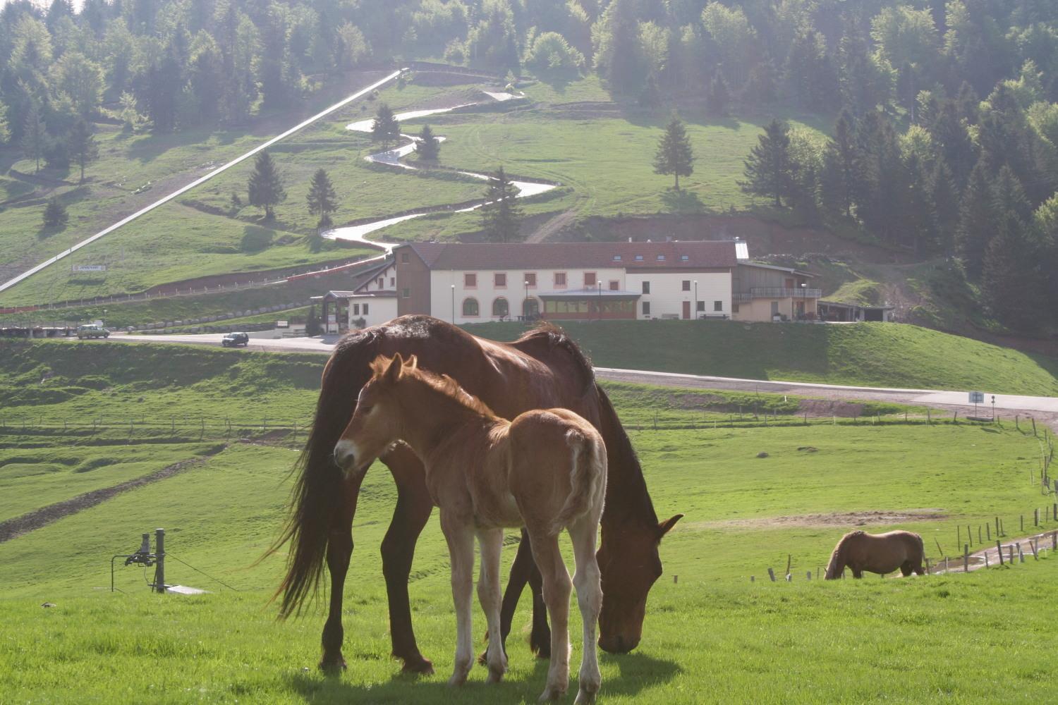 Hotel Chaume De Balveurche Xonrupt-Longemer Zewnętrze zdjęcie